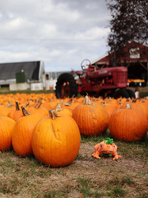 Pumpkin Toad Plushie